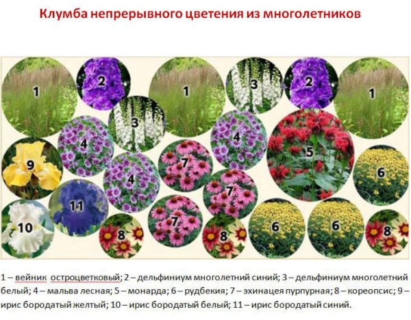 Клумба непрерывного цветения из многолетников Схема клумбы из красивых низкорослых цветов и растений для дизайна ландшафта