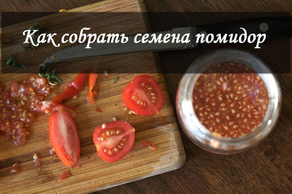 как собрать семена помидор